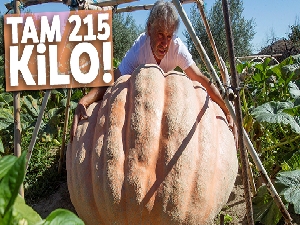 İspanyol çiftçi 215 kiloluk dev kabak yetiştirdi