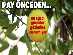 Bu ağacı görenler gözlerine inanamıyor