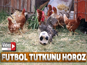 Futbol tutkunu horoz