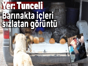 Barınakta içleri sızlatan görüntü