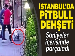 Küçükçekmece'de pitbull dehşeti