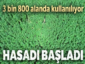 Samsun'da kenevir hasadı başladı