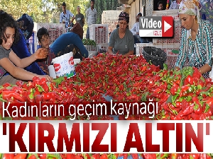 Kadınların geçim kaynağı 'kırmızı altın'