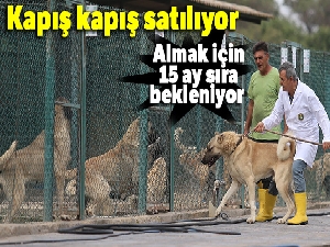 Bu köpekleri almak için 15 ay sıra bekleniyor