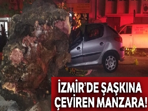 İzmir'de 3 otomobilin üzerine ağaç devrildi