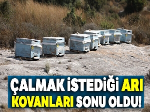 Kovanları çalarken arıların soktuğu genç öldü
