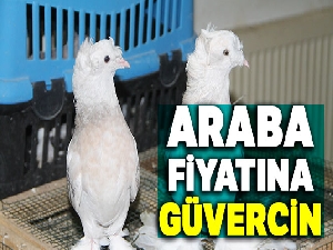Araba fiyatına güvercin