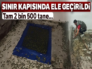 Sınır kapısında 2 bin 500 kaplumbağa ele geçirildi