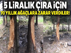 5 liralık çıra için 70 yıllık ağaçlara böyle zarar verdiler
