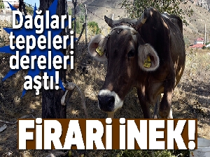 Firari inek! Bayburt'tan kaçtı, Gümüşhane'de bulundu