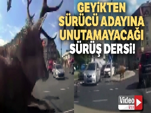 Polonya'da geyikten sürücü adayına unutamayacağı sürüş dersi