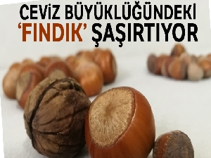 Ceviz büyüklüğündeki ‘fındık' şaşırtıyor