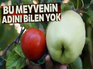 Bu meyvenin adını bilen yok