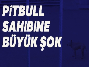 Pitbull Terrier cinsi köpek ve yavrularına el konuldu