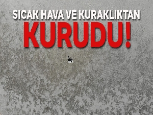 Akgöl, sıcaklık ve kuraklıktan kurudu