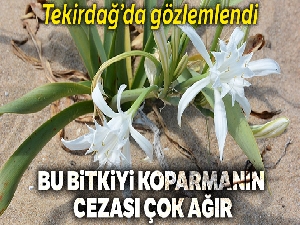 Bu bitkiyi koparana 60 bin TL ceza