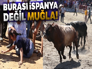 Hızını alamayan boğalar, güreşleri izleyen vatandaşların arasına daldı