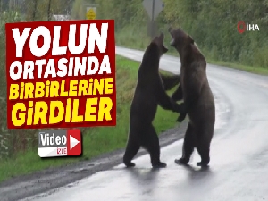 Kanada'da iki ayı birbirine girdi