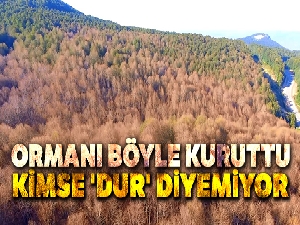 Tırtıllar ormanı böyle kuruttu...Kimse 'dur' diyemiyor...Sararan ağaçlar havadan görüntülendi