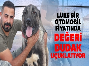 Lüks bir otomobil fiyatında, değeri dudak uçuklatıyor
