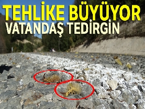 Tırtıl istilası sürüyor