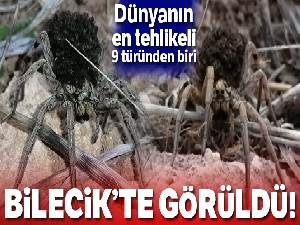 En tehlikeli 9 örümcek türünden biri Bilecik'te görüldü
