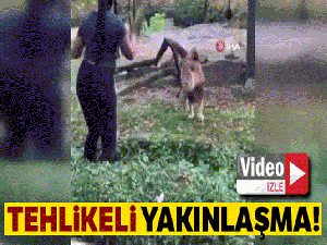 ABD'li kadının aslanla tehlikeli dansı