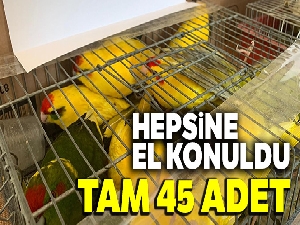 Kaçak papağan operasyonu: 45 papağana el konuldu