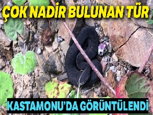 Kastamonu'da nadir bulunan zehirli baran engerek yılanı görüntülendi