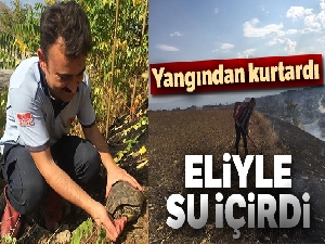 Yangından kurtardığı kaplumbağaya eliyle su içirdi