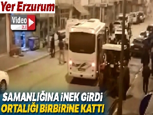 Samanlığına inek giren şahıs cinnet getirdi