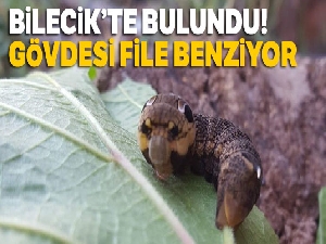 Türkiye'de nadir görülen fil şahin güvesi larvası Bilecik'te görüntülendi