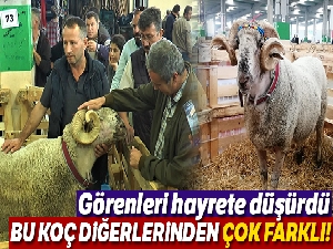 160 kiloluk koç görenleri hayrete düşürdü