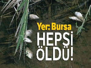 Bursa'da 20 yıl sonra ilk kez balık üreyen deredeki tüm balıkları öldürdüler