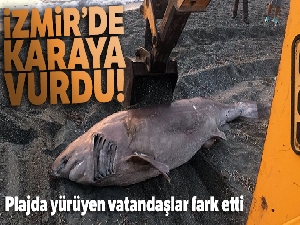 İzmir'de 3 metre uzunluğunda köpek balığı karaya vurdu