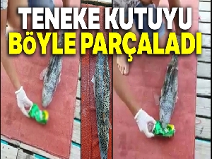 Balon balığı, tenekeyi parçalarken görüntülendi