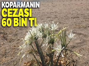 60 bin cezaya aldırış etmeyerek kum zambakları kopardılar