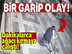 Ağacı kırmak istedi ancak başaramadı