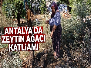Antalya'da zeytin ağacı katliamı