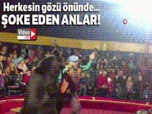 Sirkte gösteri yapan ayı, terbiyecisine saldırdı
