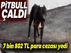 Pitbull çaldı, 7 bin 802 TL para cezası yedi