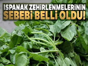 Ispanak zehirlenmelerinin sebebi belli oldu!