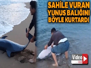Sahile vuran yunus balığını kurtardı