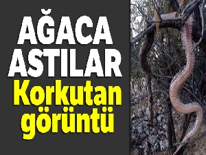 Dev yılanı öldürüp ağaca astılar