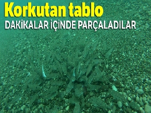 Balon balıkları midyeyi böyle parçaladı