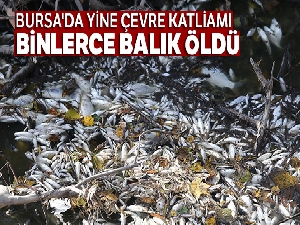 Bursa'da yine çevre katliamı...Manyas'tan doğan Kara Dere'de binlerce balık öldü