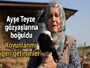 Koyunları çalınan Ayşe teyze, 'Koyunlarımı geri getirsinler' diye gözyaşı döktü