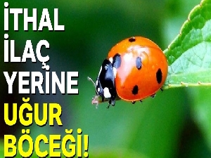 İthal ilaç yerine uğur böceği