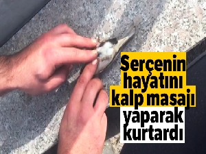 Serçenin hayatını kalp masajı yaparak kurtardı