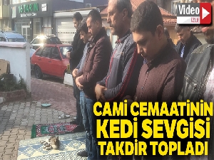 Cami cemaatinin kedi sevgisi takdir topladı